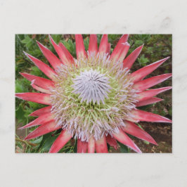 Rosa Protea blommar Plant Hawaii vycard Vykort