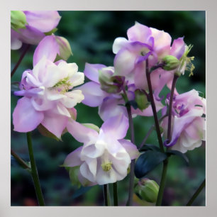 Rosa purpurfärgade Columbine blommor Poster