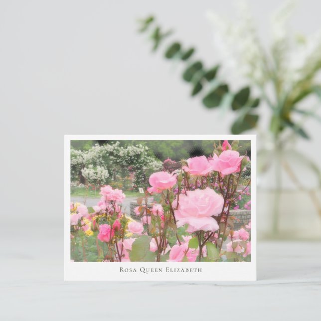 Rosa Queen Elizabeth Vykort (Stående Fram)