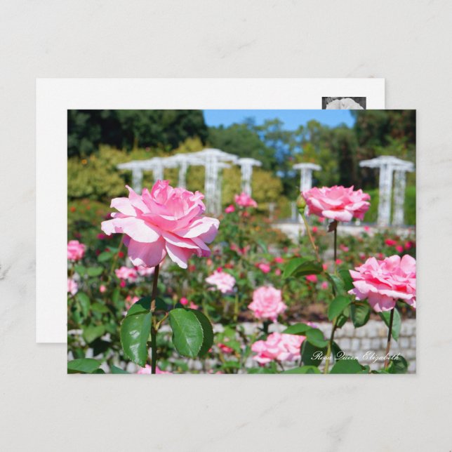 Rosa Queen Elizabeth Vykort (Fram/baksida)