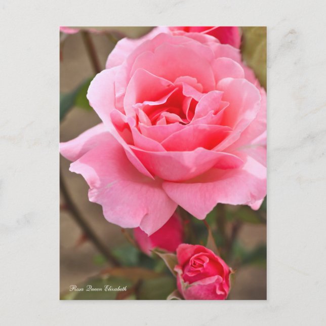 Rosa Queen Elizabeth [vykort] ポ ス ト カ ー Vykort (Framsida)