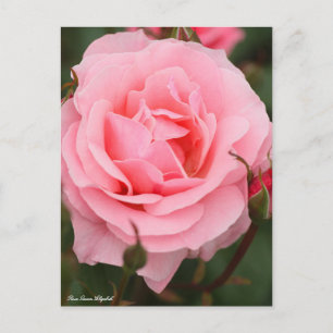 Rosa Queen Elizabeth:vykort Vykort