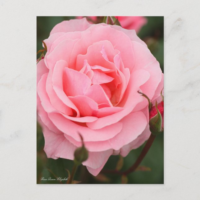 Rosa Queen Elizabeth:vykort Vykort (Framsida)