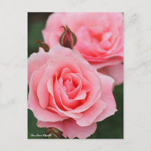Rosa Queen Elizabeth:vykort Vykort