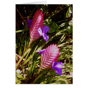 Rosa Quill Bromeliad Hälsningskort