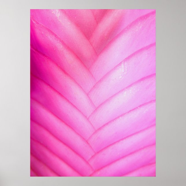 Rosa Quill Bromeliad Poster (Framsidan)
