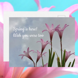 Rosa Rain Lilies Springtime saknar dig Vykort