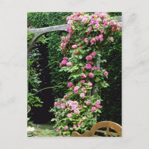 Rosa Rambler Ro Francoise Juranville Over Pergol Vykort