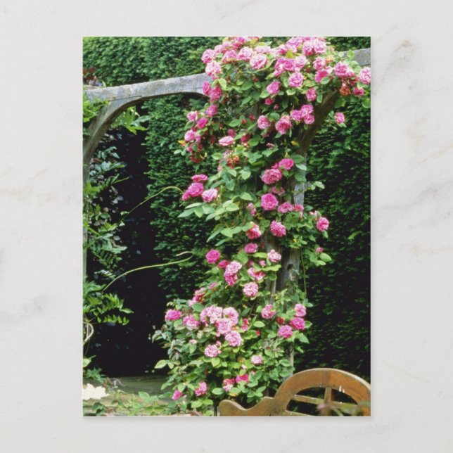 Rosa Rambler Ro Francoise Juranville Over Pergol Vykort (Framsida)