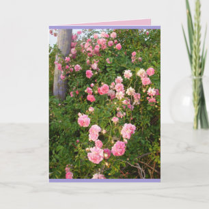 Rosa Rambling Rosor Ro Garden-blommor Card Kort