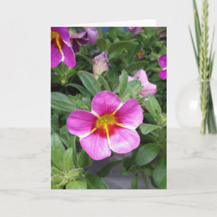 Rosa-randigt blankkort för petunia kort
