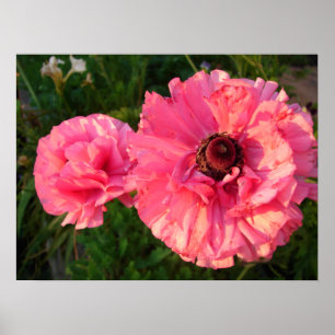 Rosa Rannunculus Bulb Vår Garden Flowers Poster