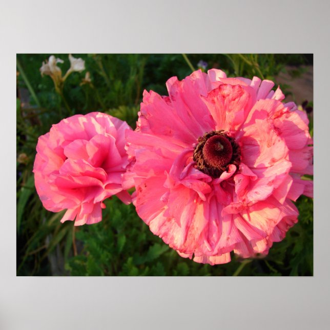 Rosa Rannunculus Bulb Vår Garden Flowers Poster (Framsidan)