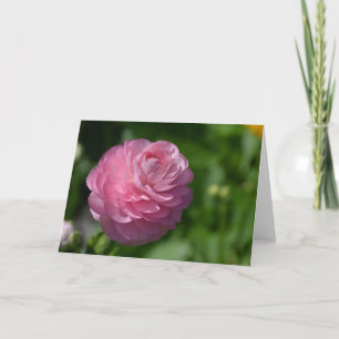 Rosa ranunculus blomma kort