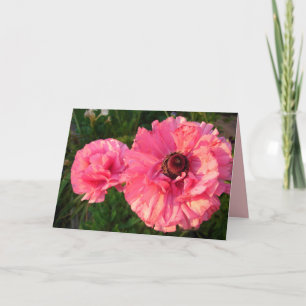 Rosa ranunkel vårblomma blomsterkort kort