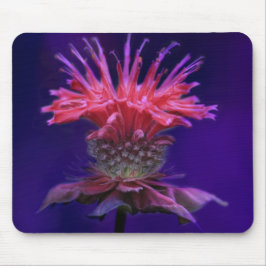 Rosa Raspberry Vin Bee Balm Flower på Lila Musmatta