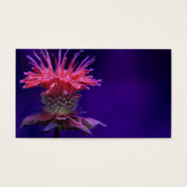 Rosa Raspberry Vin Bee Balm Flower på Lila Visitkort
