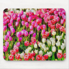 Rosa Red and White Tulips från Mt Vernon Musmatta