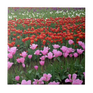 Rosa & Red Tulip Fält, Oregon Kakelplatta