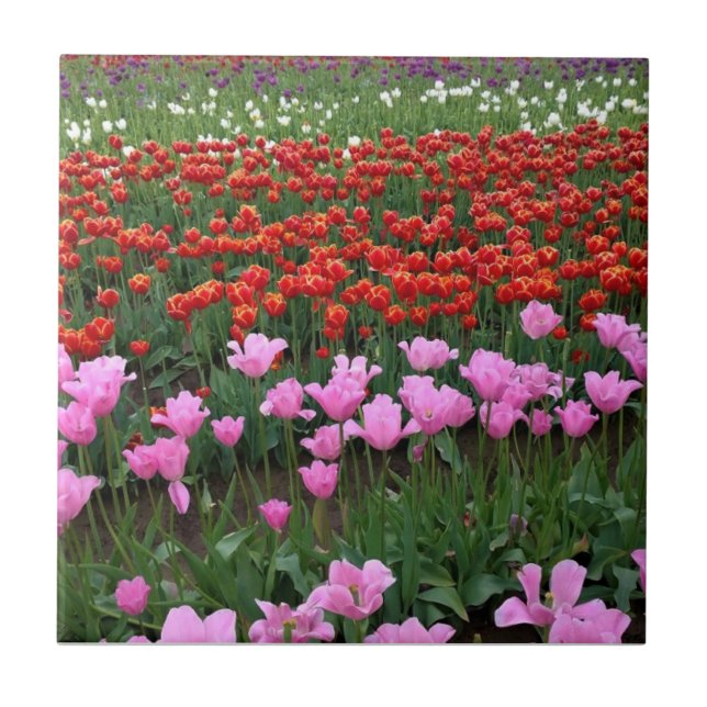 Rosa & Red Tulip Fält, Oregon Kakelplatta (Framsidan)