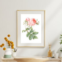 Rosa Redouté Vintage Ro