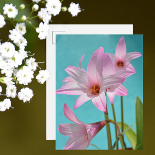 Rosa Regnliljor Fotografiska Blommor Akvamarinblå Vykort