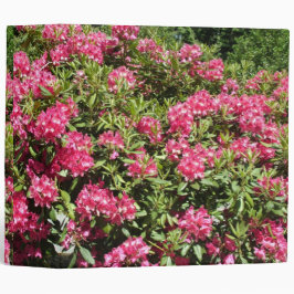 Rosa Rhododendron