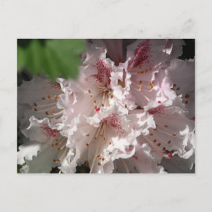 Rosa Rhododendron 2 Vykort