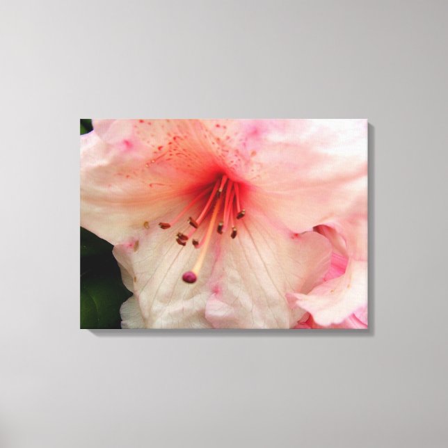 rosa rhododendron-blomma canvastryck (Framsida)