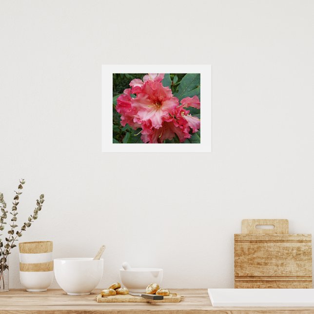 Rosa Rhododendron Blommande Blommig Fotografisk Poster (Kök)