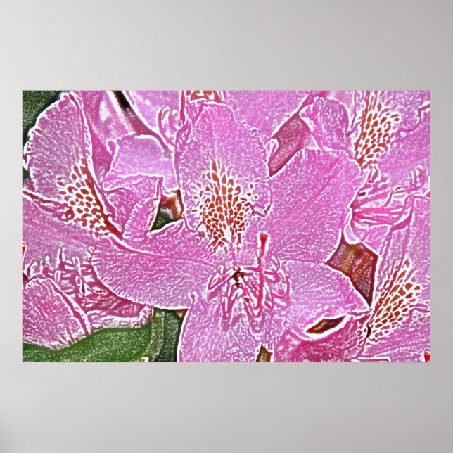 Rosa rhododendron blommar poster (Framsidan)