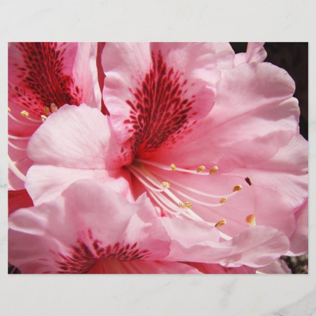 Rosa Rhododendron Blommor Anpassade Flyers papper (Framsidan)