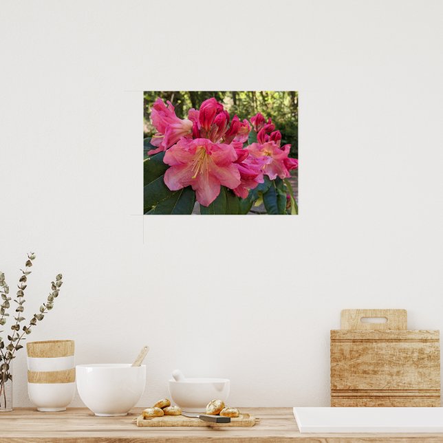 Rosa Rhododendron Blommor Blommar Poster (Kök)
