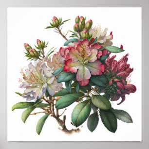 Rosa Rhododendron Blommor Konsttryck Affisch