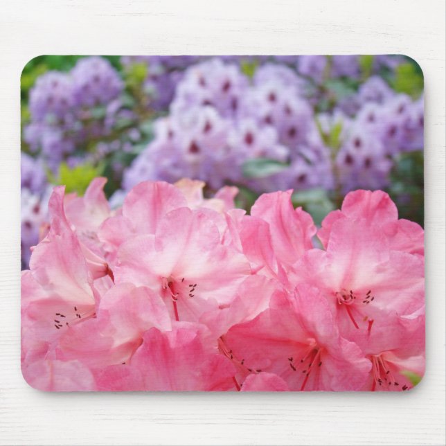 Rosa Rhododendron Blommor Trädgårdsmusmatta Musmatta (Framsidan)
