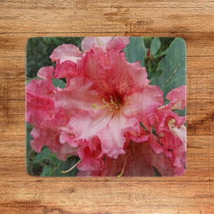 Rosa Rhododendron Bloom Blommigt