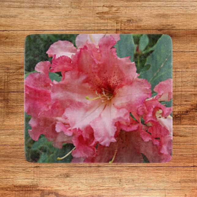 Rosa Rhododendron Bloom Blommigt (In Situ)