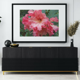 Rosa Rhododendron Bloom Blommigt Fototryck