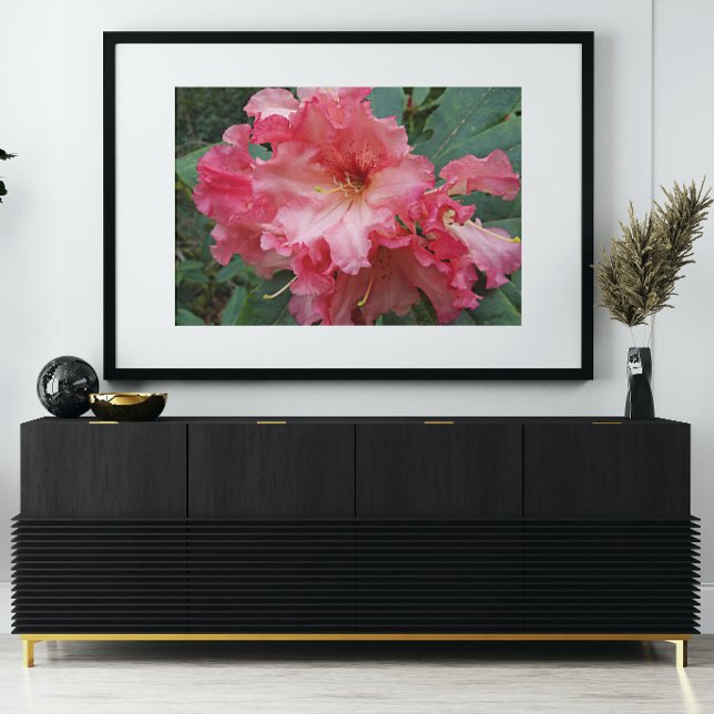 Rosa Rhododendron Bloom Blommigt Fototryck (In Situ Framed)