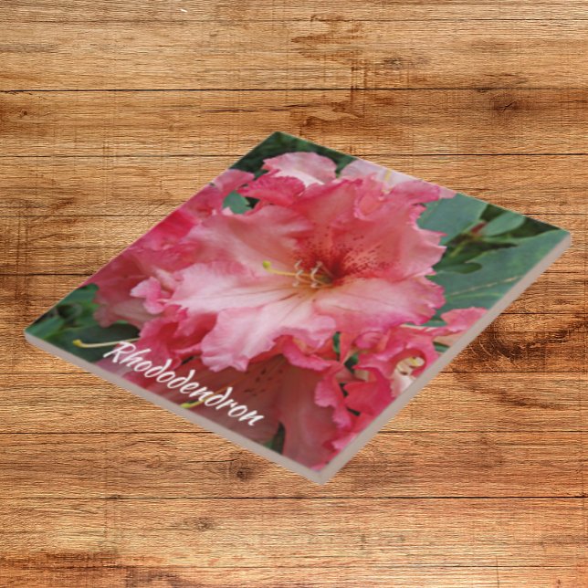 Rosa Rhododendron Bloom Blommigt Kakelplatta (In Situ)