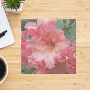 Rosa Rhododendron Bloom Blommigt Stenunderlägg