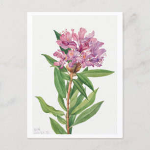 Rosa Rhododendron Botanical Illustration Vykort