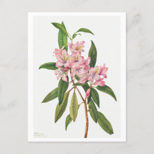 Rosa Rhododendron Botanical Illustration Vykort