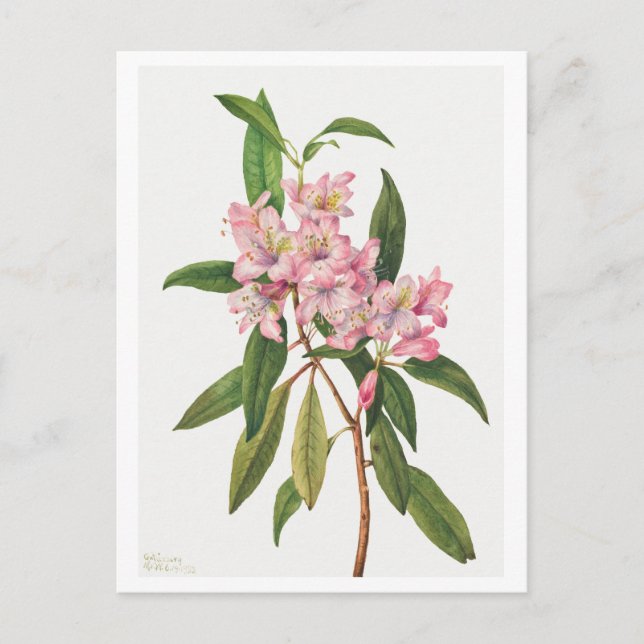 Rosa Rhododendron Botanical Illustration Vykort (Framsida)
