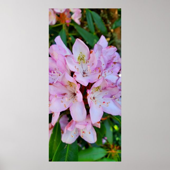 Rosa Rhododendron Flower Poster (Framsidan)