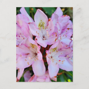 Rosa Rhododendron Flower Vykort