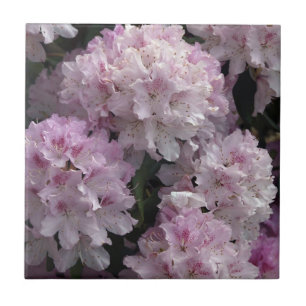 Rosa Rhododendron Flowers Flora Photo Tile Kakelplatta