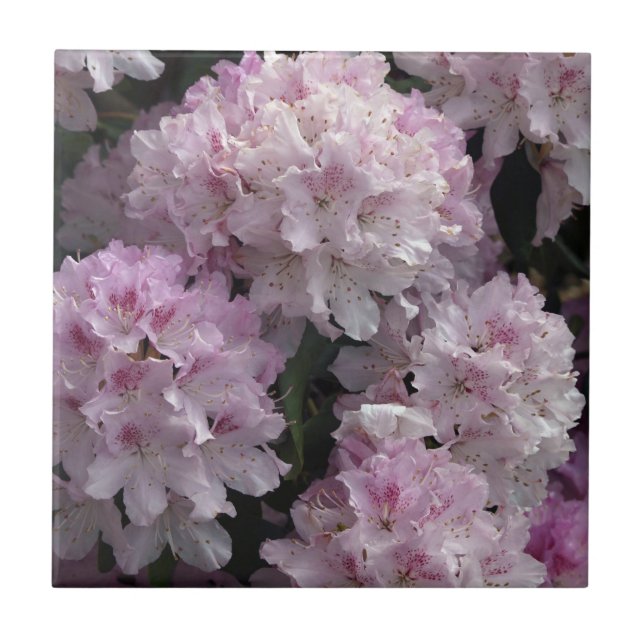 Rosa Rhododendron Flowers Flora Photo Tile Kakelplatta (Framsidan)