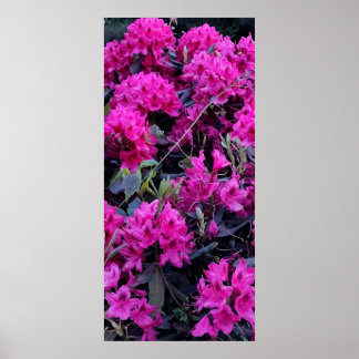 Rosa Rhododendron Flowers Poster