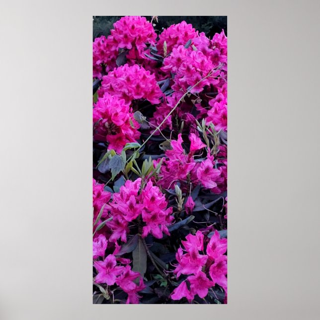 Rosa Rhododendron Flowers Poster (Framsidan)